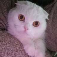 jocu